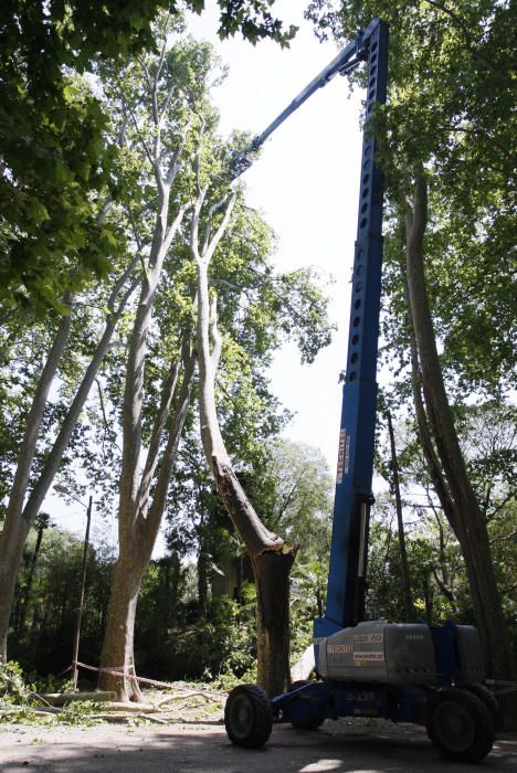 Tanquen fins dilluns els Jardins de la Devesa per la caiguda d''un plàtan