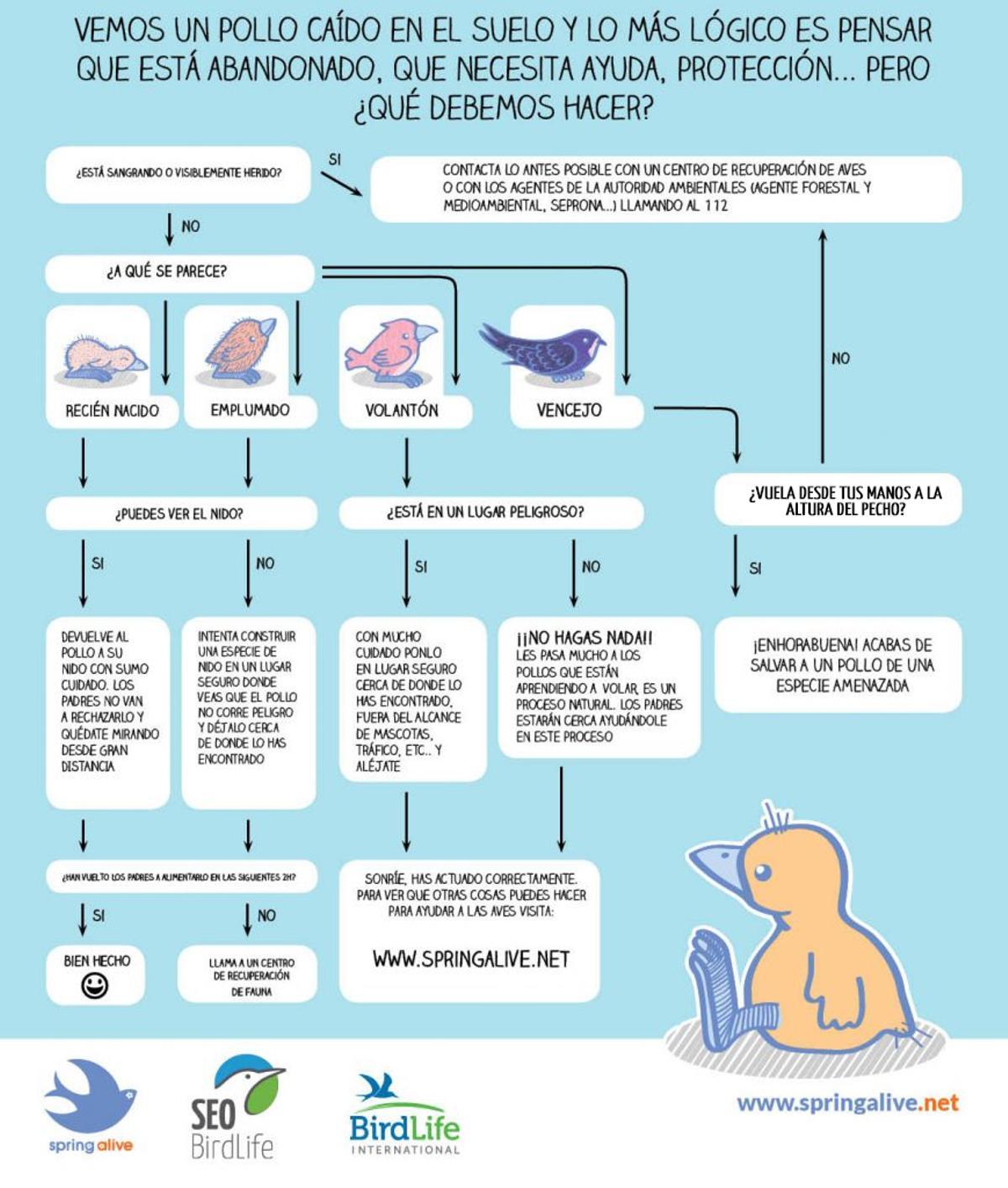 Consejos de SEO BirdLife si encuentras un pollo caído en el suelo.