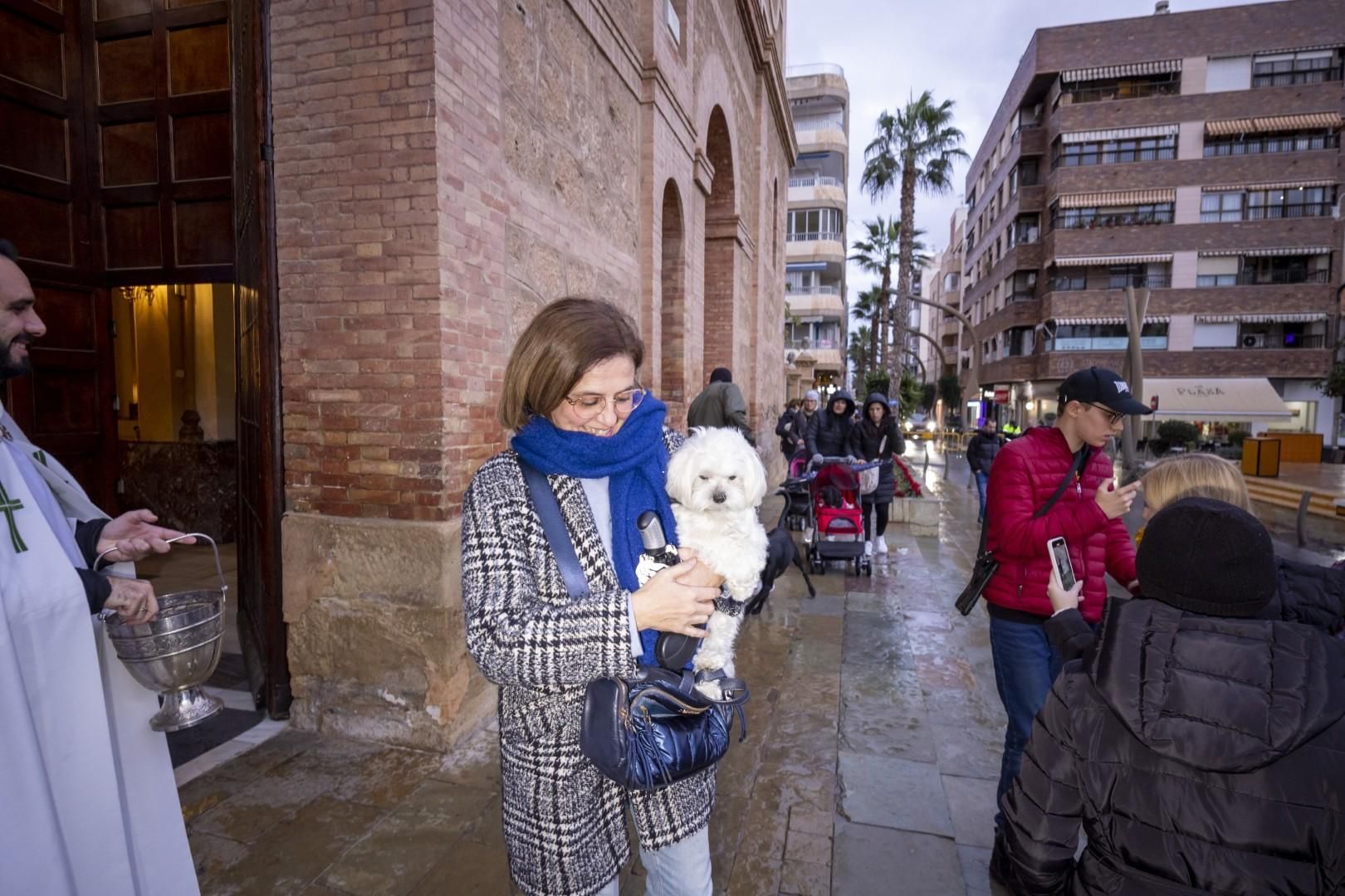 Bendición de animales por San Antón bajo una lluvia invernal en Torrevieja