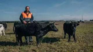 Las diminutas vacas que estuvieron a punto de extinguirse y ahora pastan en Segovia: "Son muy dóciles"