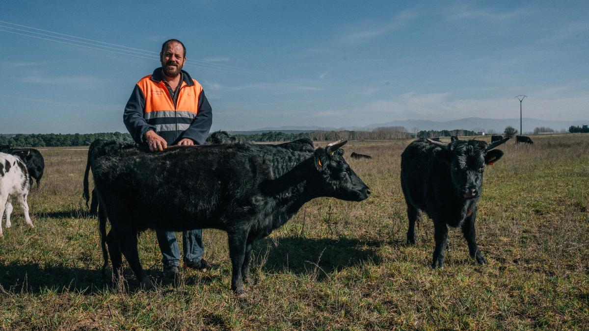 Olegario Arranz posa con sus vacas Dexter en un prado a las afueras de Sebúlcor.