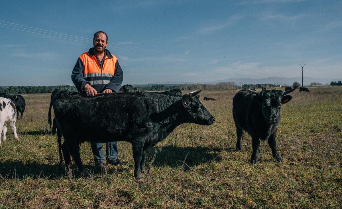 Olegario Arranz posa con sus vacas Dexter en un prado a las afueras de Sebúlcor.