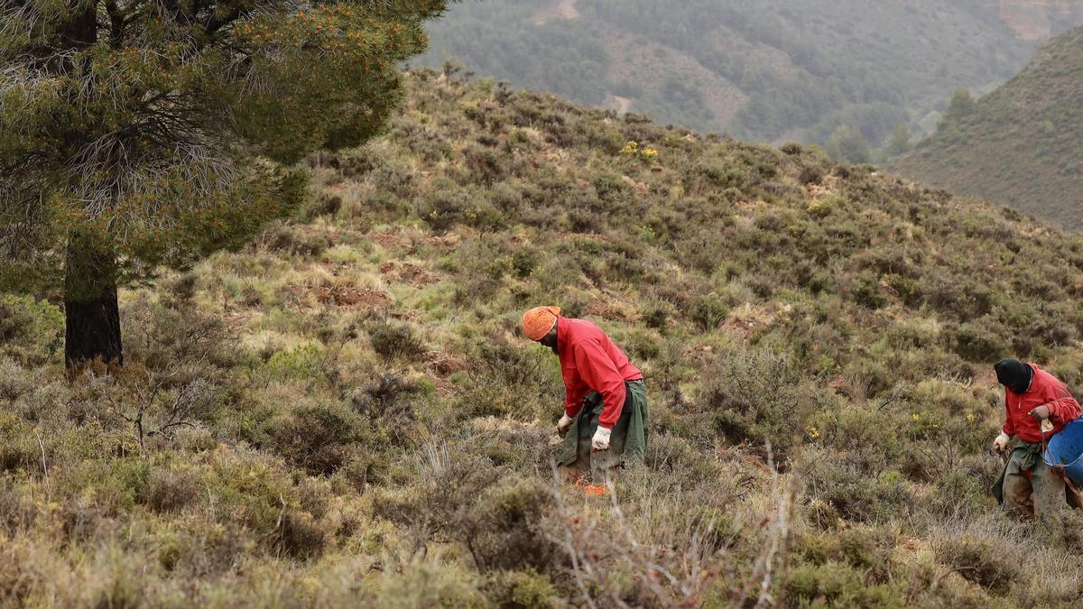 Trabajos de reforestación en los montes de San Martín de la Virgen de Moncayo
