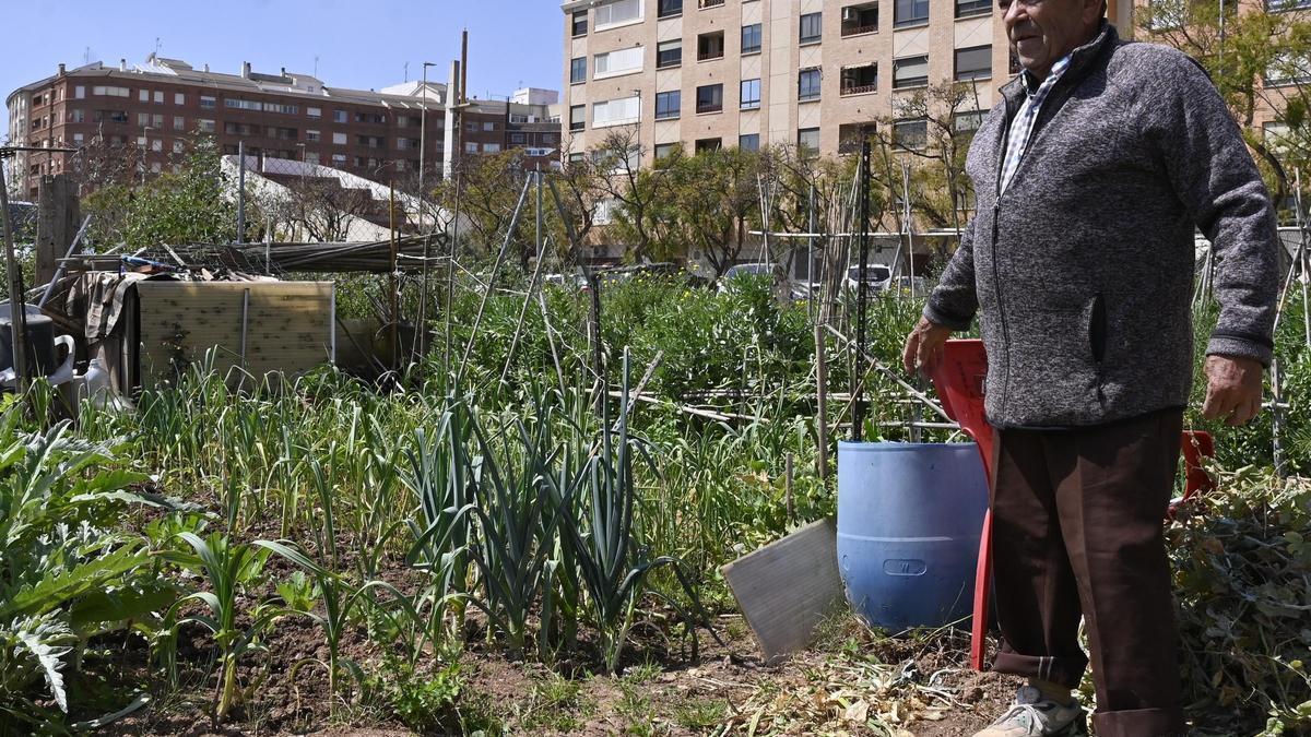 Un castellonense, en su parcela del huerto urbano de la calle Fernando el Católico.