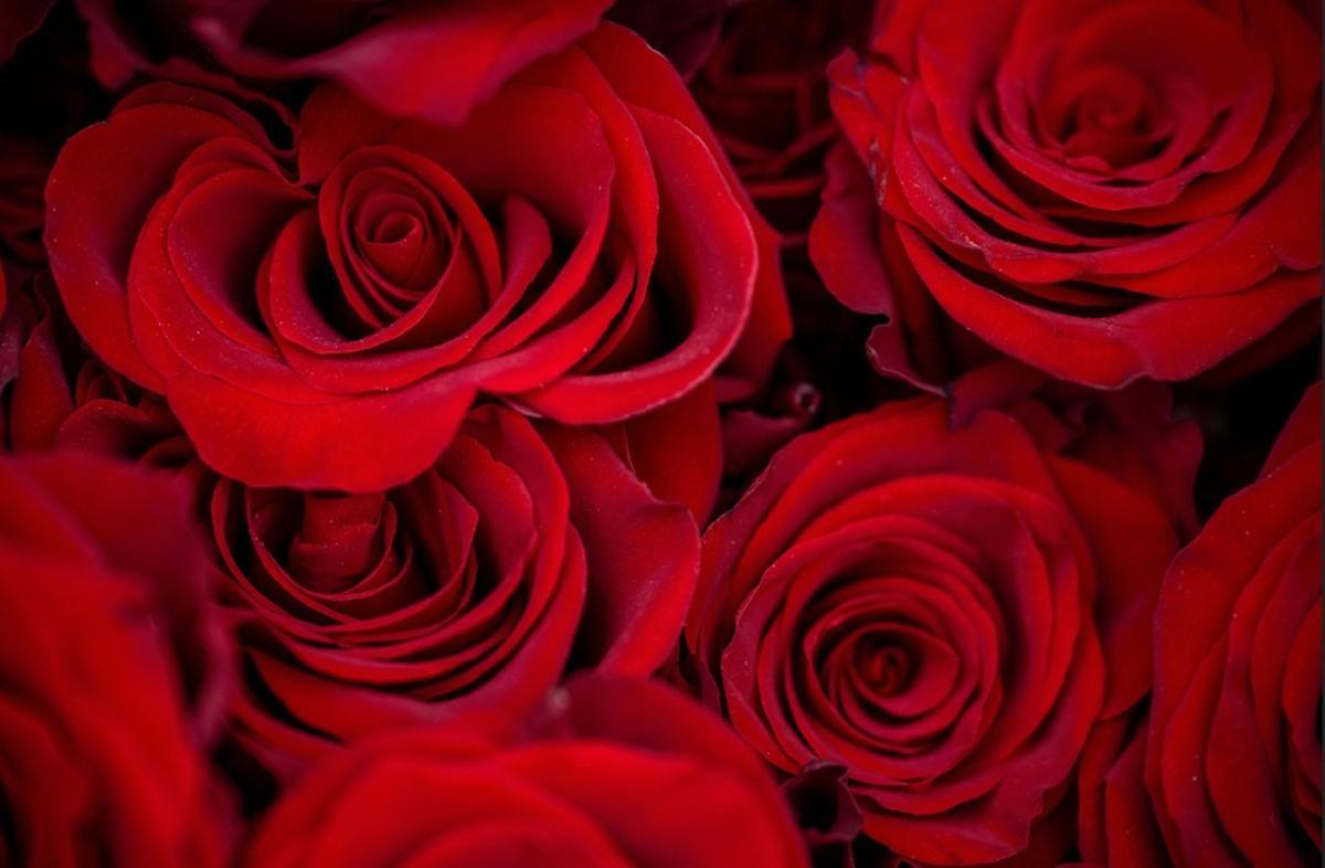 Noch besser als "nur" rote Rosen zum Valentinstag: quality time mit dem Partner auf Mallorca erleben.