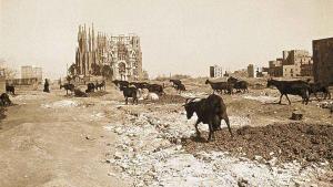 Un rebaño de cabras pasturando frente a la Sagrada Família, estampa insólita fotografiada por el doctor César Llaberia