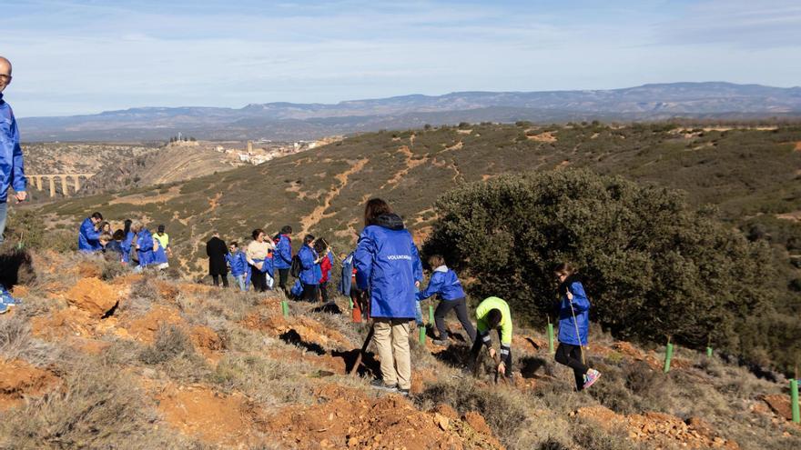 Plantación de árboles en Albentosa (Teruel) llevada a cabo por el voluntariado.