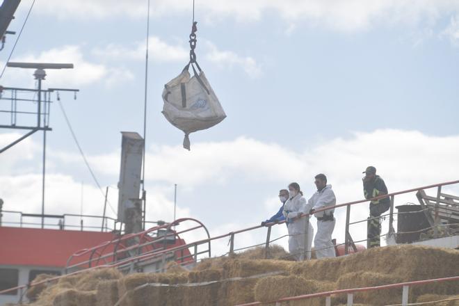 Desembarco de la cocaína del 'Orión 5' en el Puerto de Las Palmas