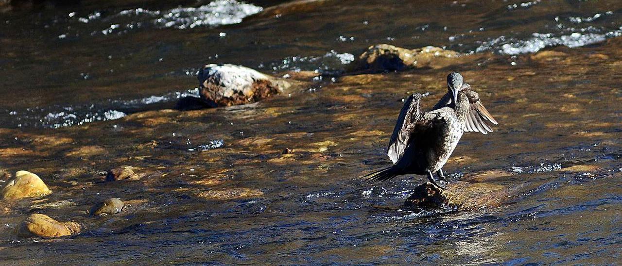 Un cormorán en las aguas del río Caudal.