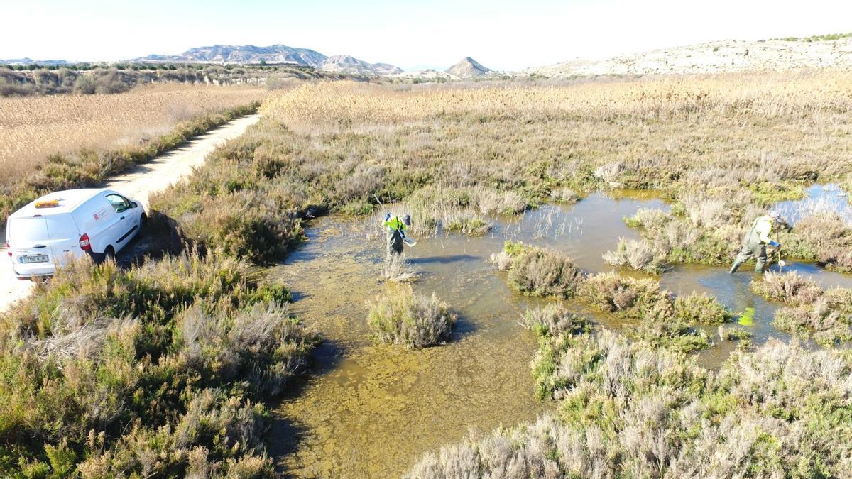 Los tratamientos se llevan a cabo con productos específicos contra las larvas de los mosquitos, sin efectos colaterales en el resto de fauna del ecosistema.