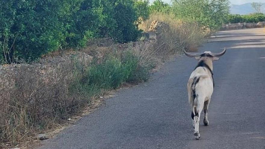 Imagen del peculiar ejemplar de macho caprino paseando por el camino Carretera de Vila-real.