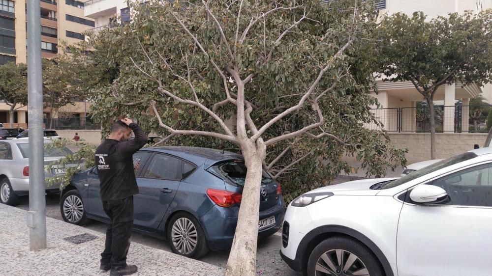El viento tira un árbol sobre unos coches aparcados en el PAU 1