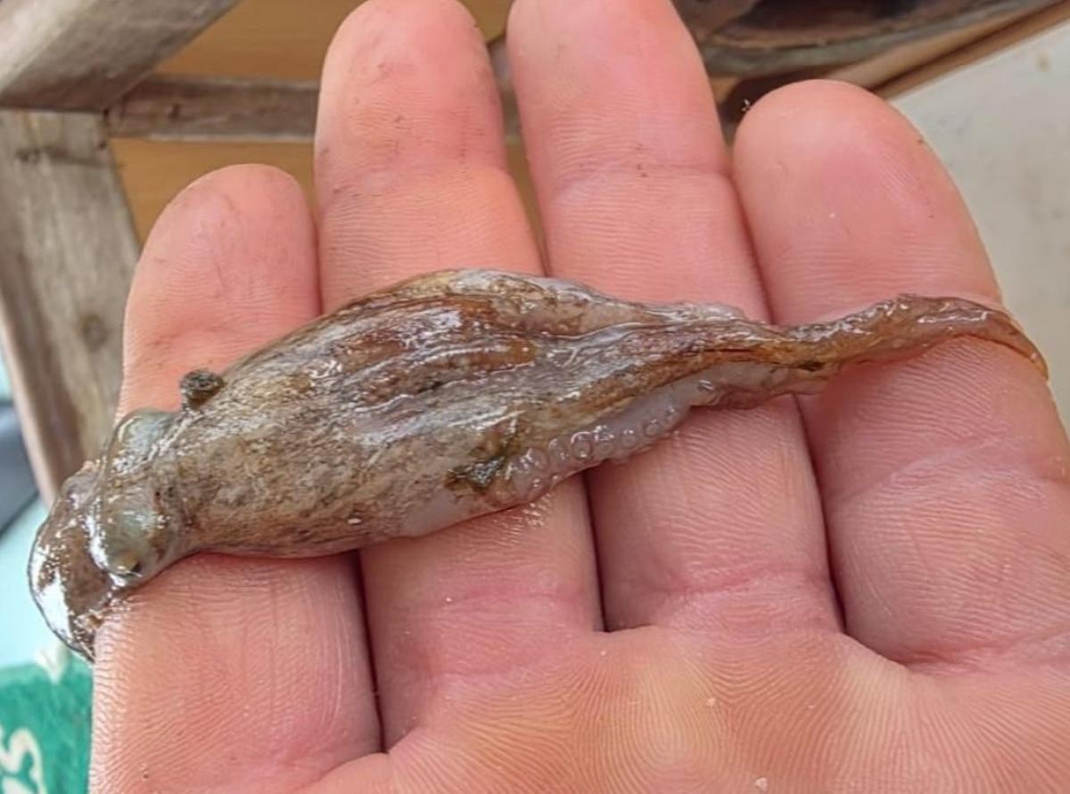 Un pulpo en crecimiento en la mano de uno de los pescadores