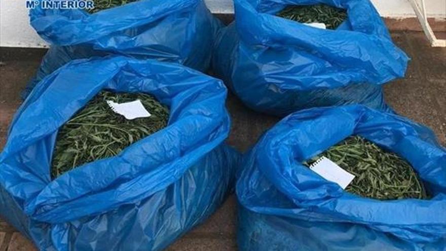 Dos detenidos por tener una plantación de marihuana