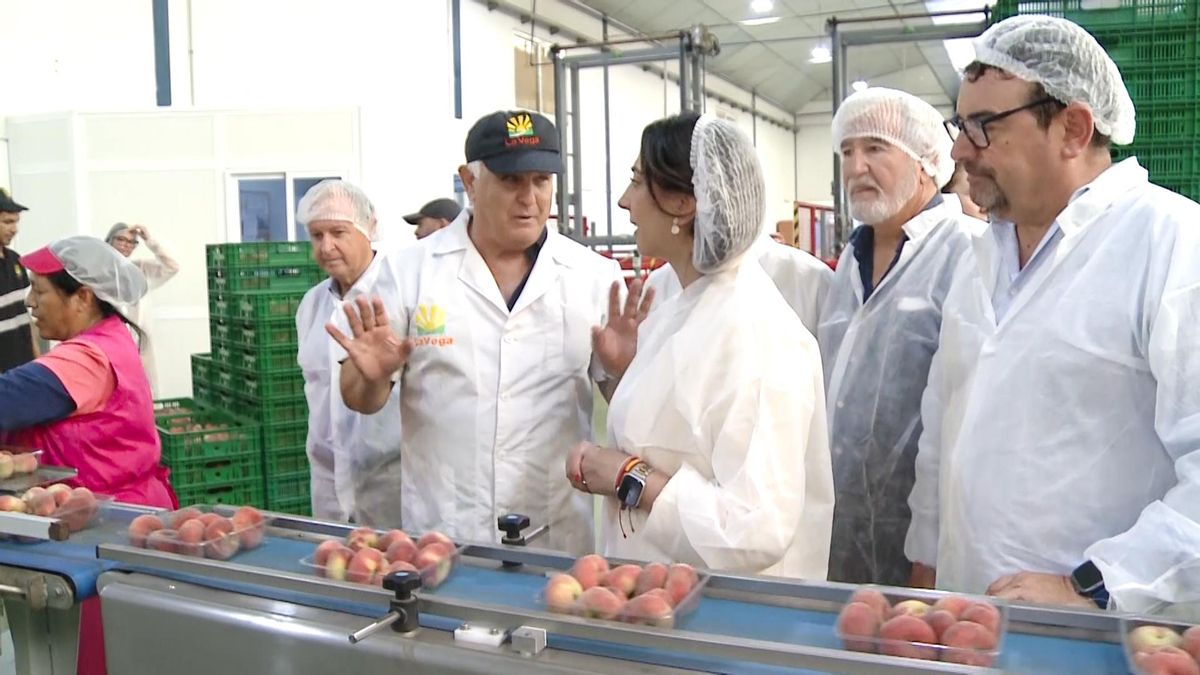 (De izda. a dcha.) Julián Díaz, vicepresidente de Fecoam, Pascual Hortelano, responsable sectorial de fruta de hueso; Sara Rubira, consejera de Agricultura; Santiago Martínez, presidente de la federación de cooperativas; y Tomás Rubio, alcalde de Cieza, durante la visita a La Vega de Cieza.