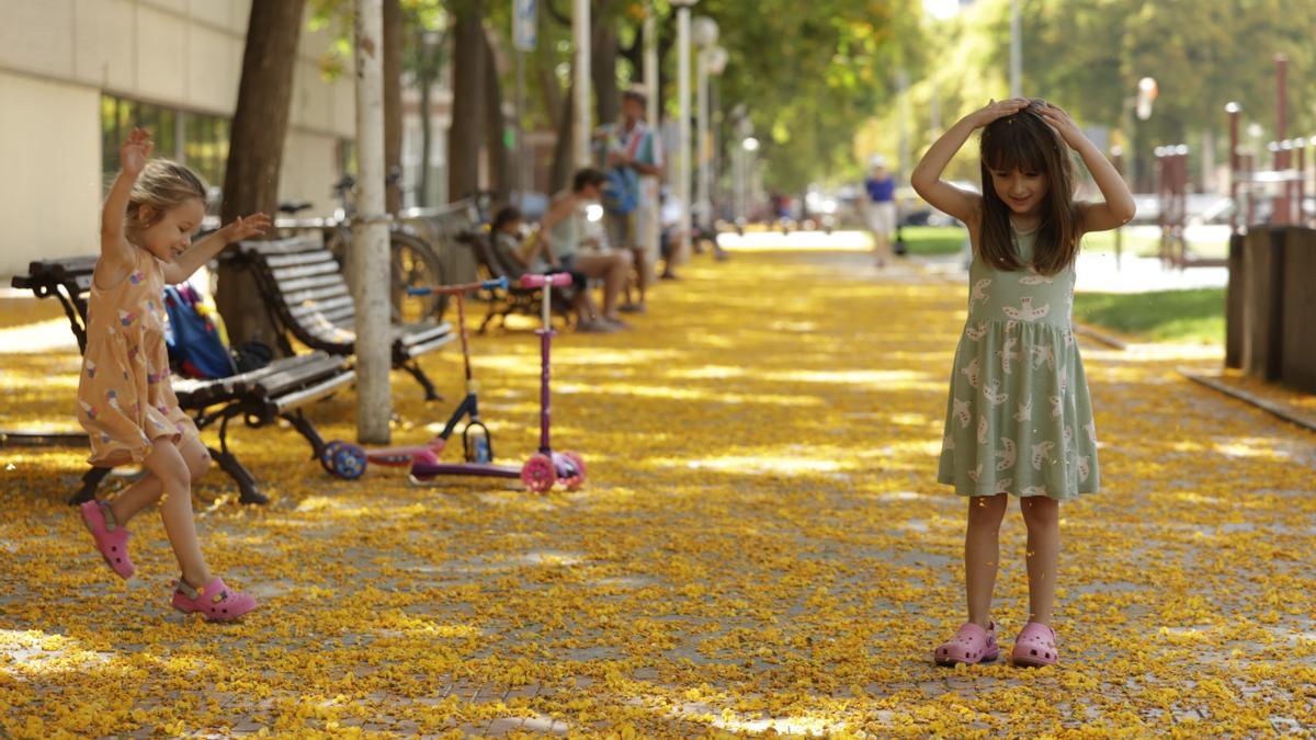 Una alfombra de flor amarilla silvestre cubre las calles de Barcelona