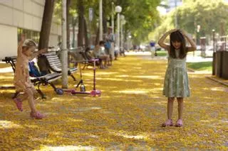 Tipuana tipu, la flor amarilla silvestre que vuelve a cubrir las calles de Barcelona (y alrededores)