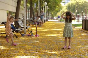 ¿Per què moren les abelles entre flors de tipuana?