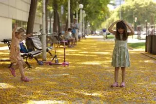 Tipuana tipu, la flor amarilla silvestre que vuelve a cubrir las calles de Barcelona