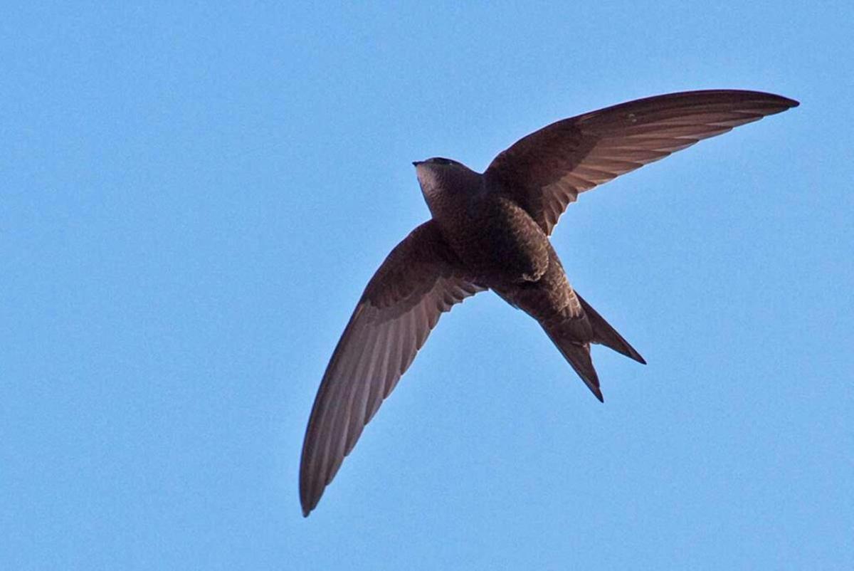 En directo: una familia de vencejos en su nido de Jerez