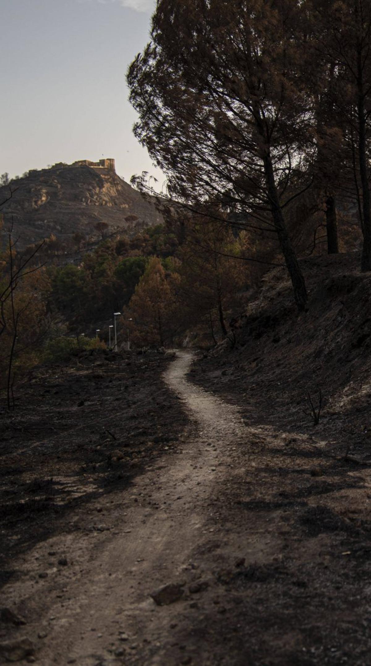 Els arbres desfullats als peus del castell | O. B.