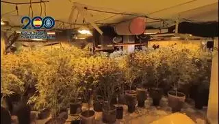 Dos detenidos por cultivar 1.400 plantas de marihuana en un chalet de Puçol