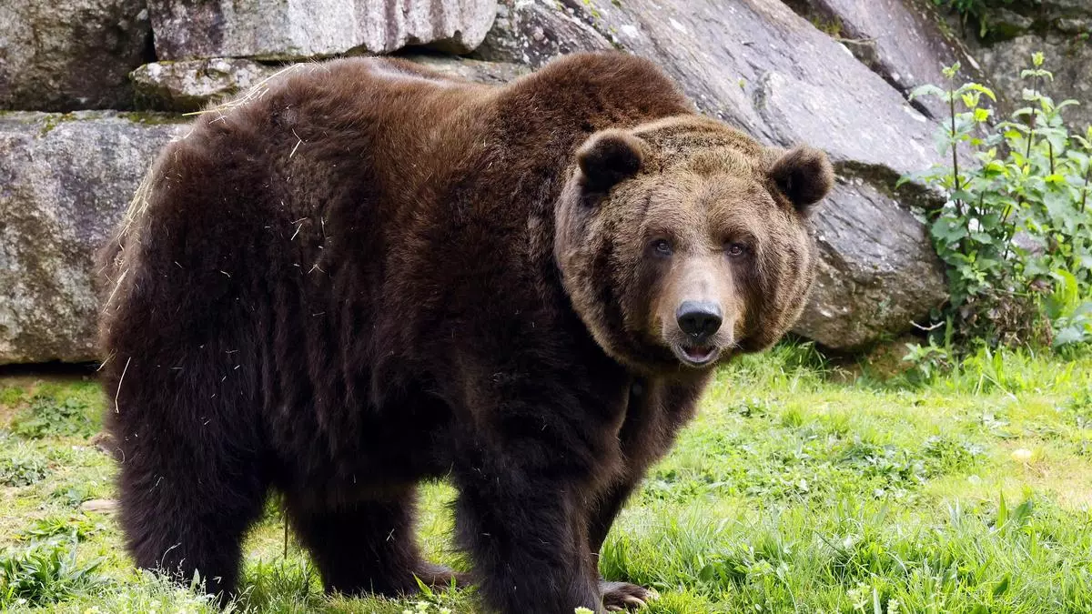 Muere el oso Carmo tras serle practicada «una eutanasia humanitaria» por un empeoramiento de su salud