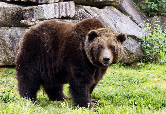 El oso Carmo posa para Faro de Vigo mientras espera un hogar