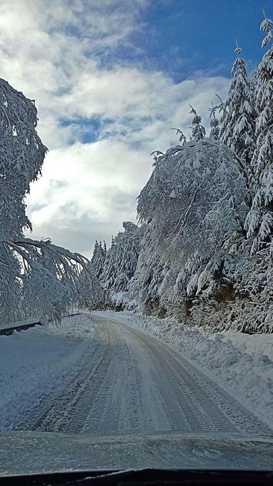 Árboles cargados de nieve.