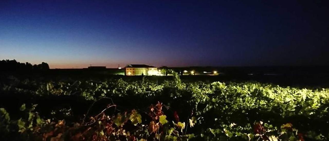 El viñedo de Castelo de Medina, donde las vendimiadoras recolectan la uva a la fresca de la noche.