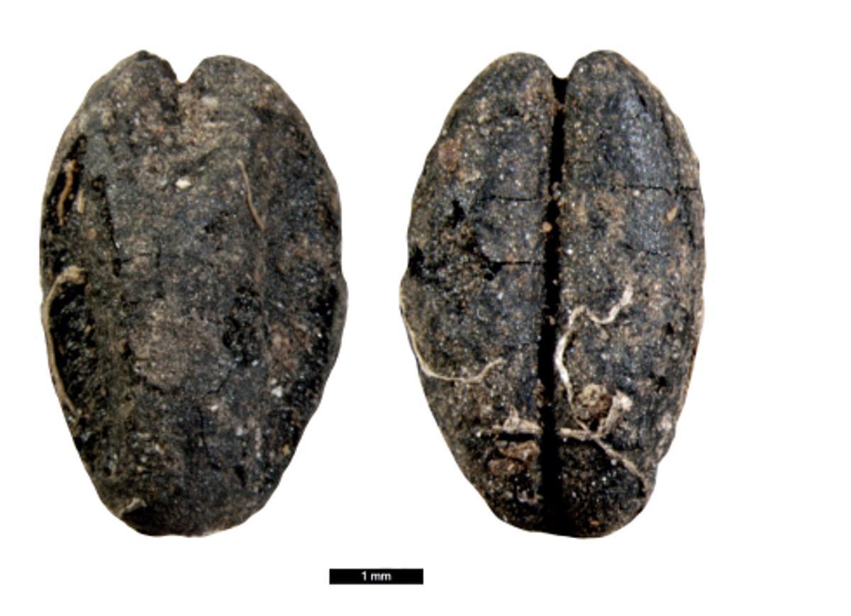 Trigo desnudo. El volumen incluye un estudio sobre los restos botánicos, lo que da pistas sobre la dieta de los habitantes de este poblado de la Alta Edad Media.