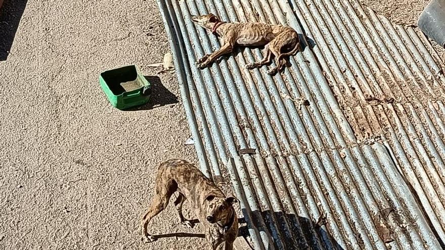 Galgos abandonados y famélicos en un solar de una nave en ruinas en El Viso del Alcor (Sevilla)