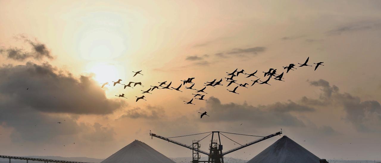 Una bandada de flamencos en las inmediaciones del complejo industrial de las salinas de Torrevieja el pasado mes de marzo. Poco después abandonaron la zona.