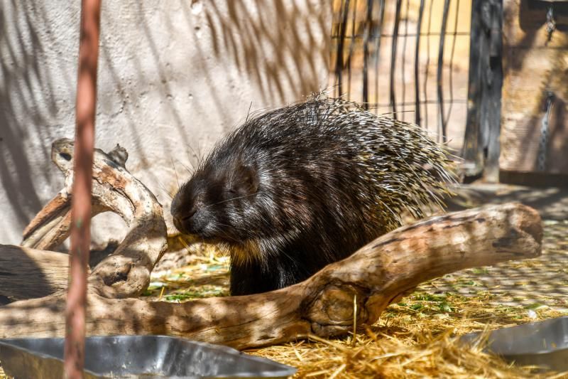 Los zoológicos, sin turistas