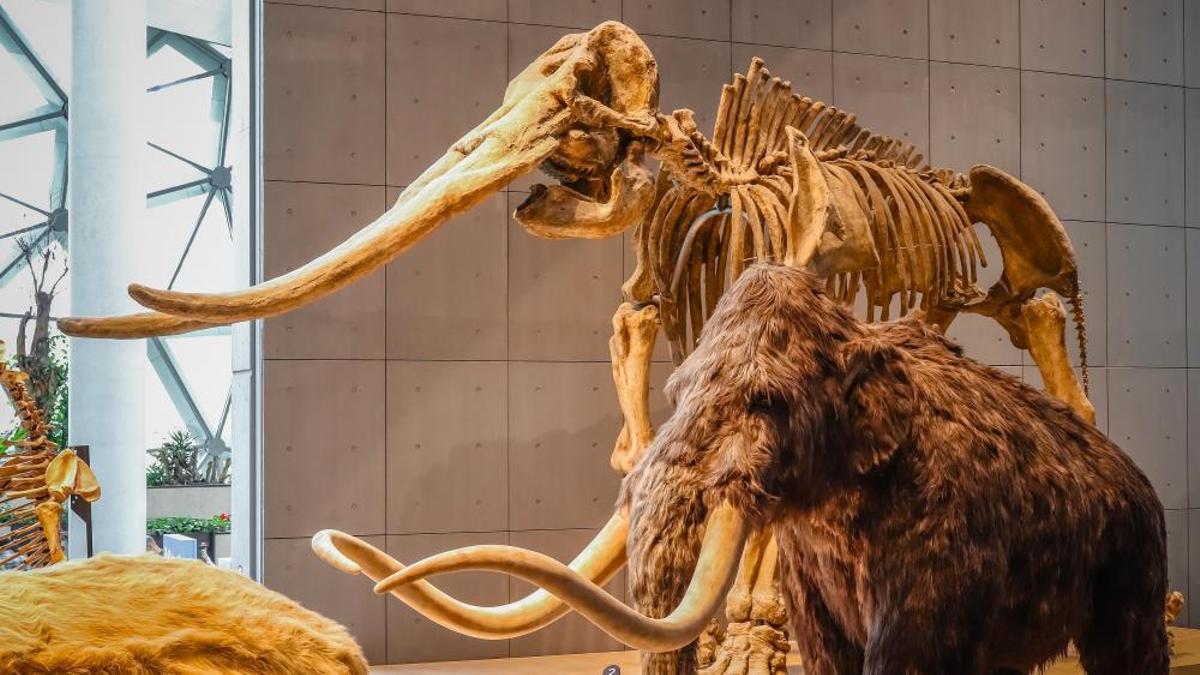 Hallan costillas de mamut y herramientas de sílex de hace un millón de años.