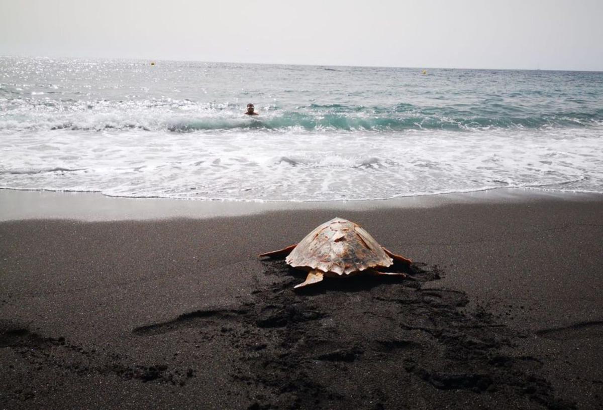La tortuga, en el camino de vuelta hacia su hábitat natural, el mar. | | E.D.