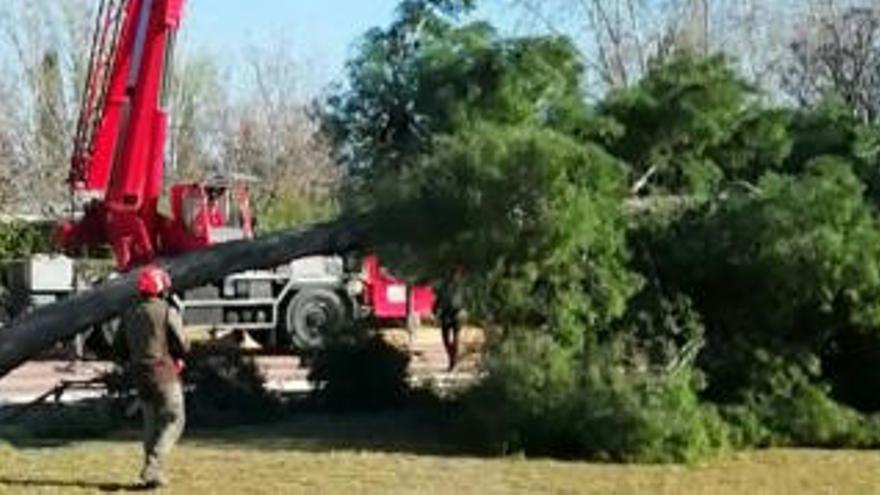 El procés de retirada dels arbres al Congost