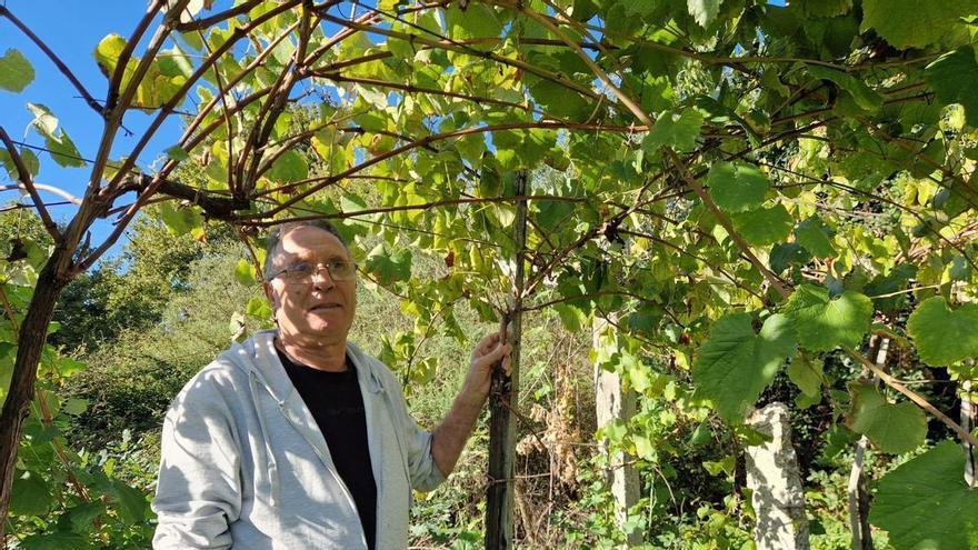 Florencio Méndez, 74 años, ofrece gratis sus viñedos y huertas en Rubiós, As Neves: «Solo quiero que alguien los trabaje»