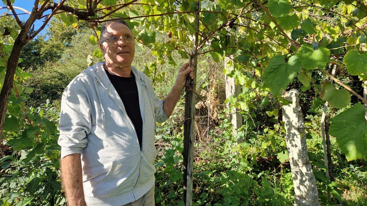 Florencio, el viticultor de As Neves que busca relevo a los 74 años: «No cobraré alquiler, me basta con que cuiden las fincas»