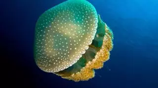 Repunte del número de medusa manchada australiana en el Mar Menor