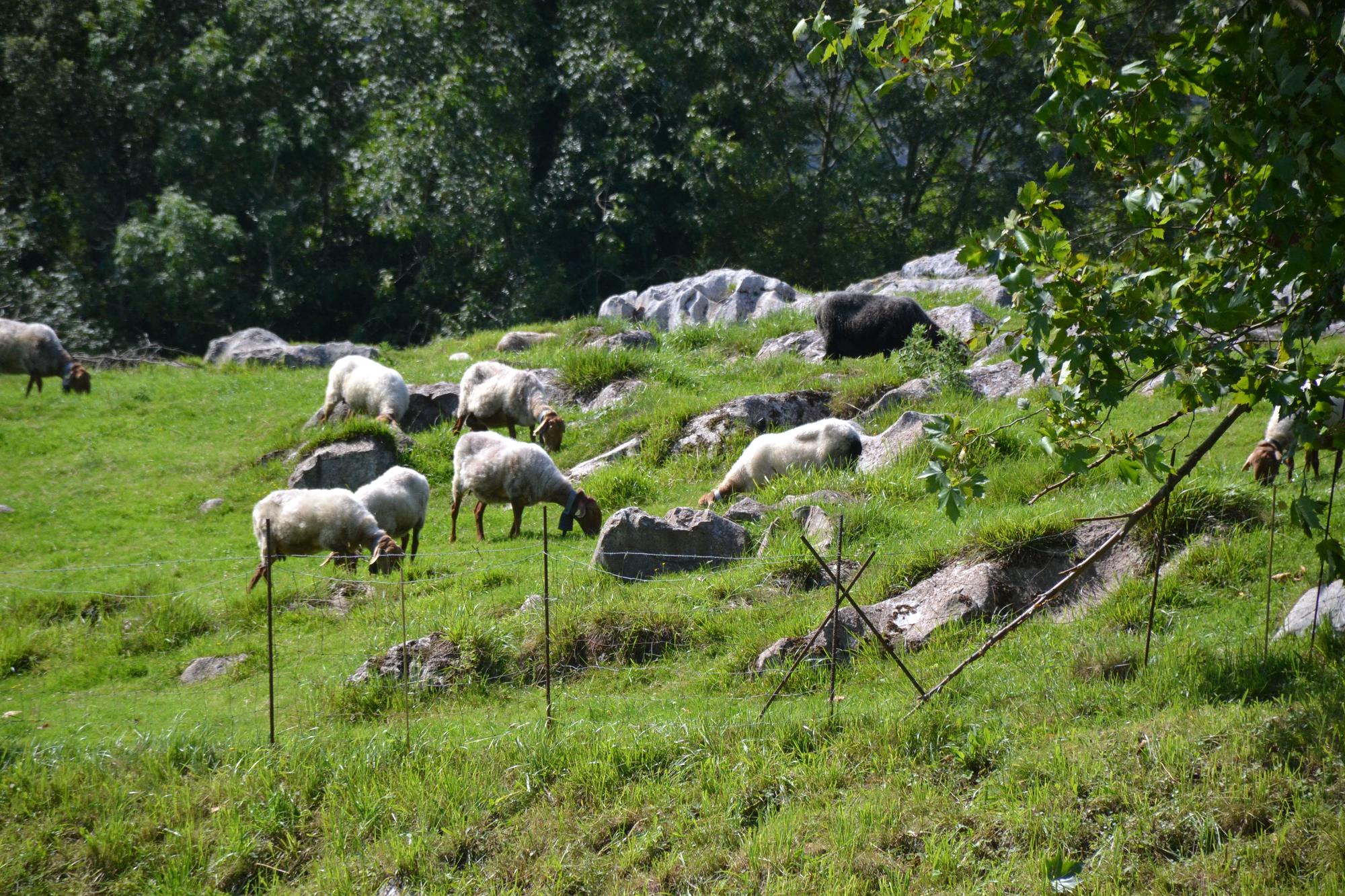 De ruta por Porrúa: siete kilómetros de  postal de la Asturias rural