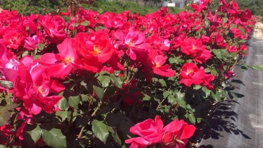 La rosa valenciana que puede convertirse en el nuevo símbolo del Camino de Santiago