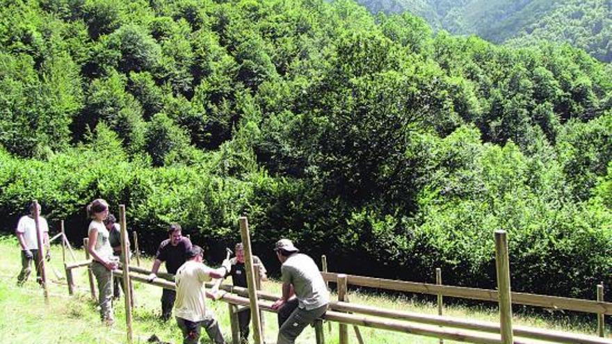 Miembros del Fapas, preparando una zona de colmenas en el área de Caleao el año pasado.