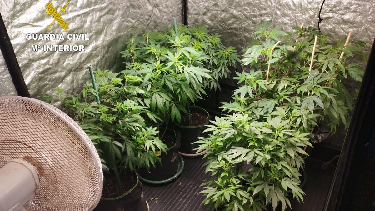 Plantas de marihuana incautadas en una vivienda en Lanzarote.