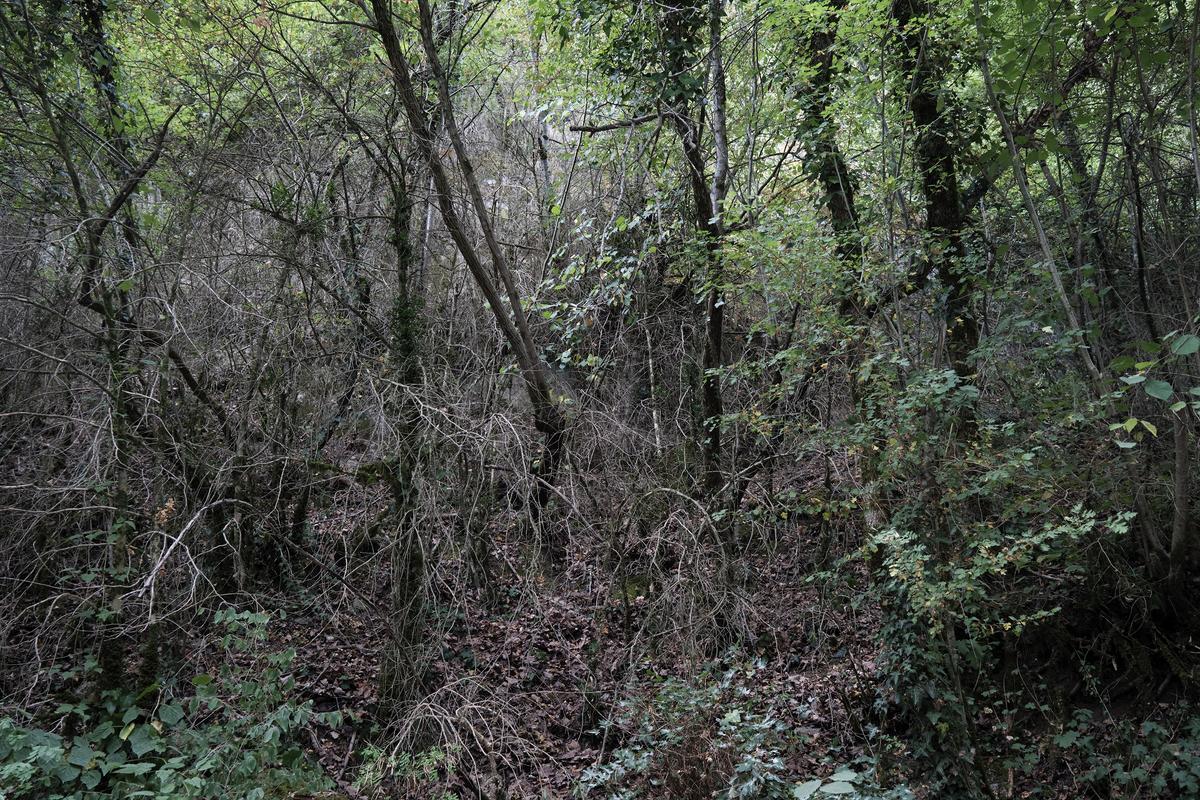  Bosque con mucha maleza y hiervajos que, con la sequía y la emergencia climática, dispara el riesgo de incendio.