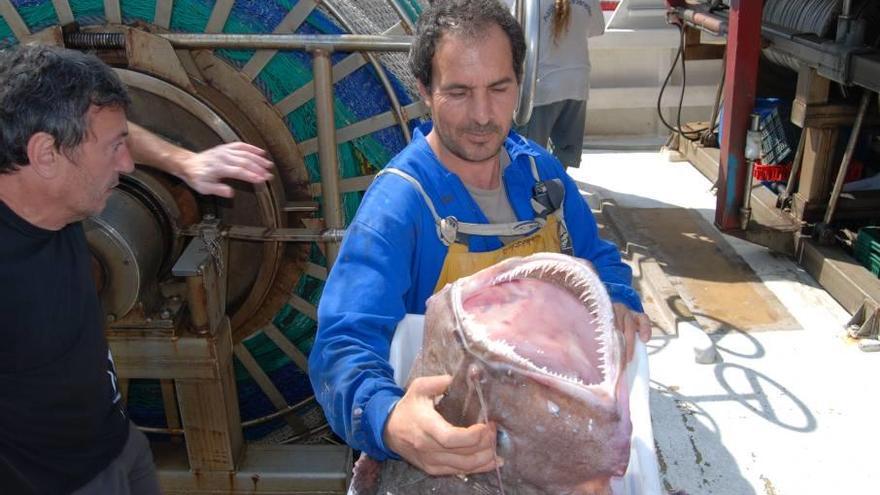 Un pescador descarga un impresionante rape de una &#039;barca de bou&#039; en el Port de Alcúdia.
