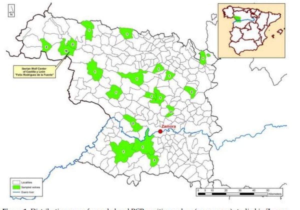 Distribución de los casos positivos de presencia de Leishmania en lobos en Zamora. | Cedida
