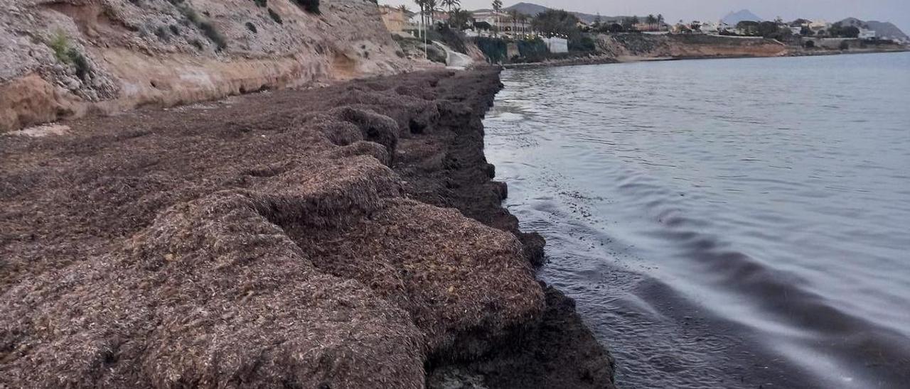 Los bañistas tienes que saltar al agua desde una altura de medio metro de algas