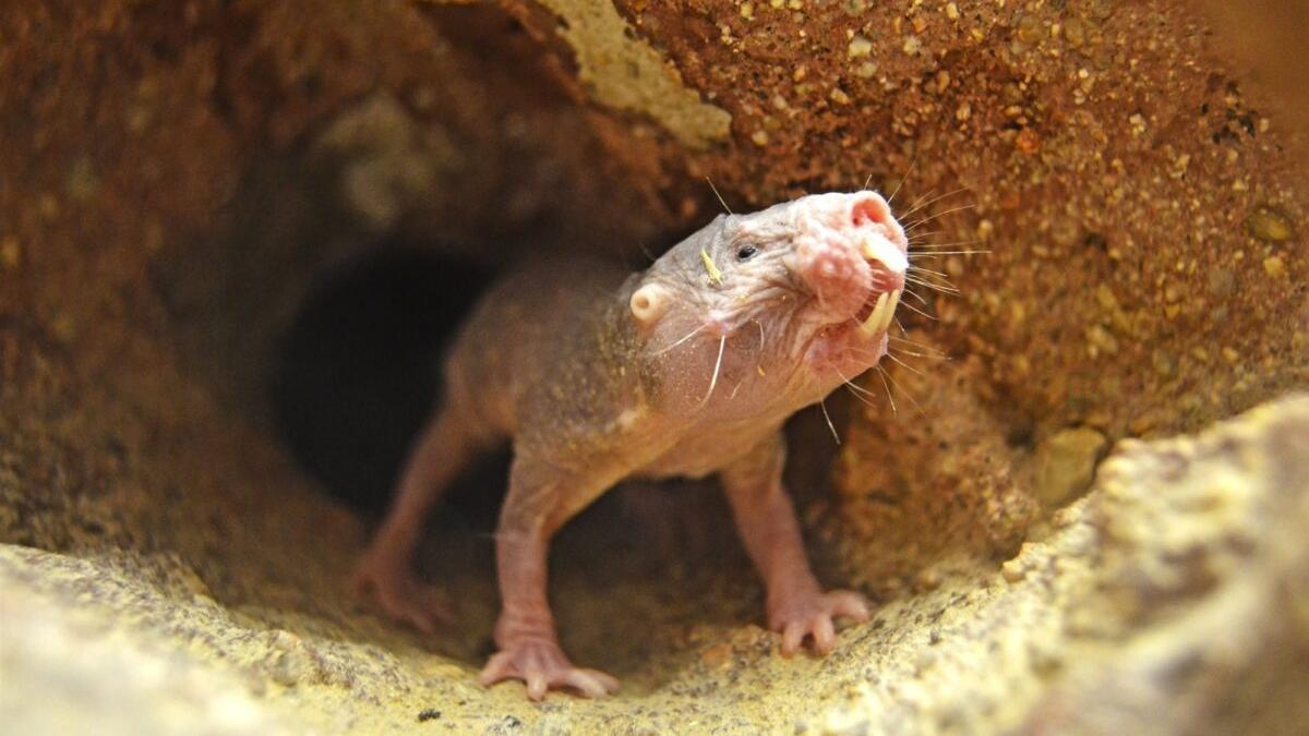Un animal con superpoderes: la ‘rata topo desnuda’ guarda el secreto de la eterna juventud