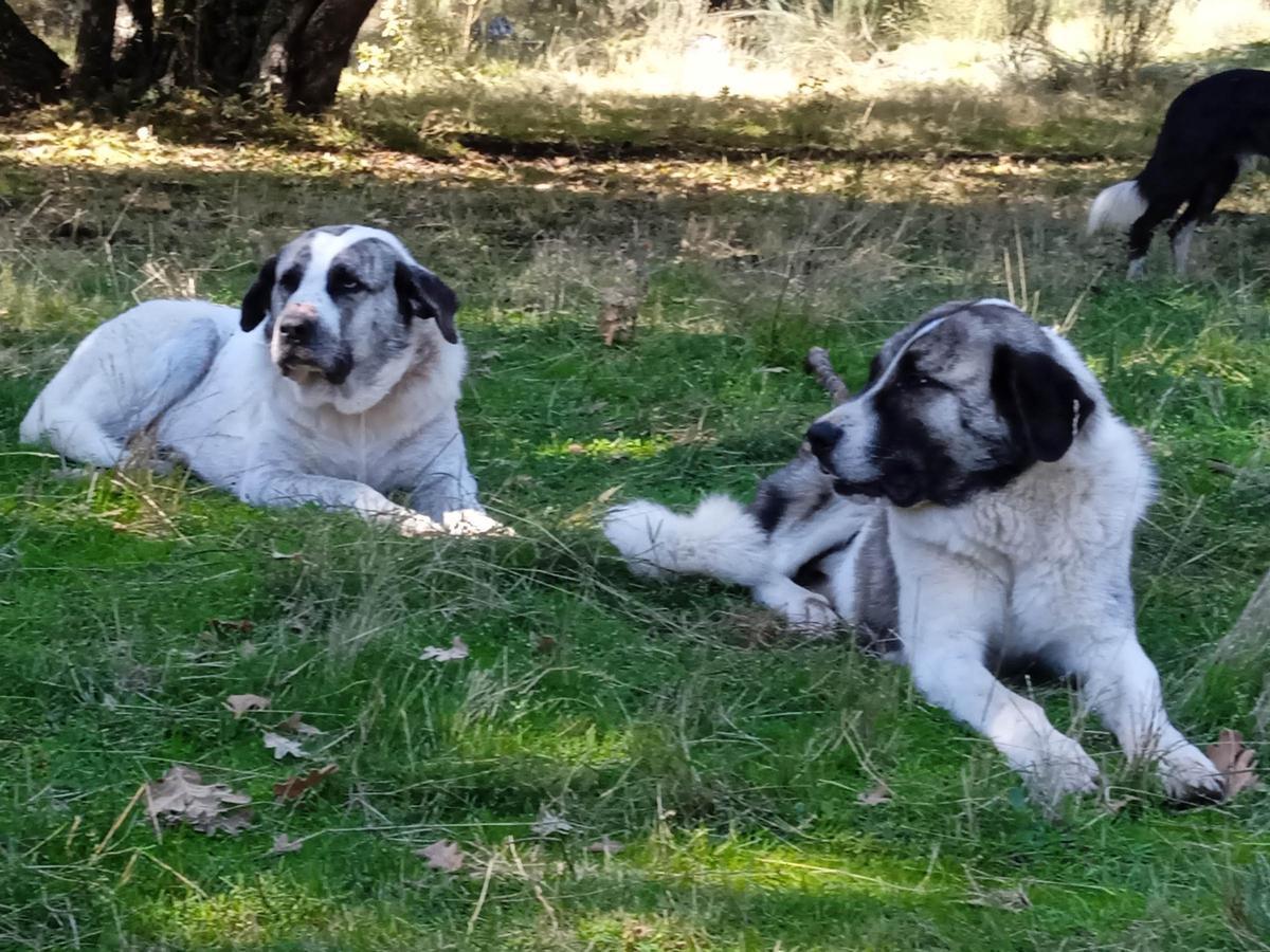 Dos perros mastines en el campo.